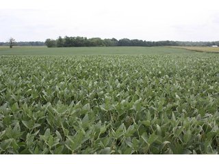 Property photo 67 - LAND AUCTION - 1,193+/- ACRES IN 14 TRACTS IN PIKE & GIBSON COUNTY, INDIANA